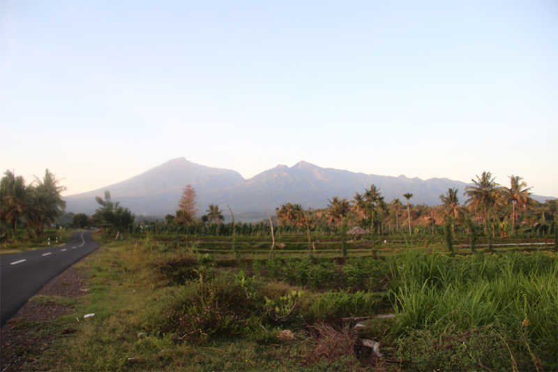 A community treasure, the “panda bear” of avitourism on Lombok