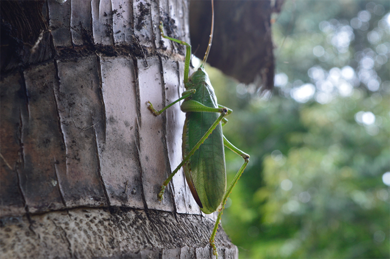 Porodisa (paradise) has turned into a toxic island