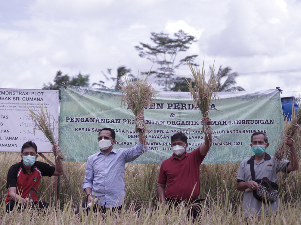 Panen padi sehat dan ramah lingkungan pertama di Subak Catur Angga Batukaru Tabanan 